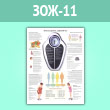 Плакат «Как поддержать здоровый вес» (ЗОЖ-11, ламинир. бумага, A1, 1 лист)